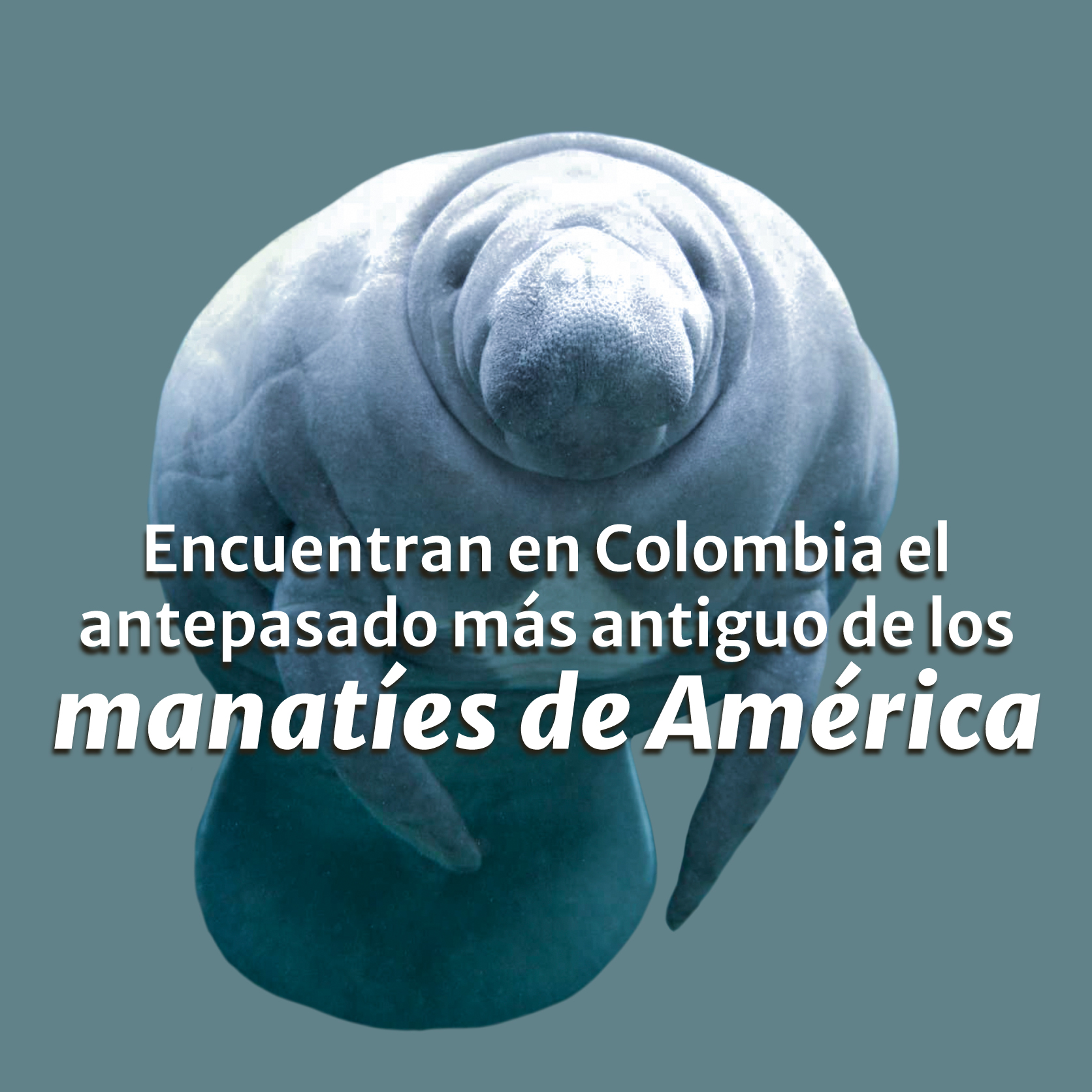Encuentran en Colombia el antepasado más antiguo de los manatíes de América